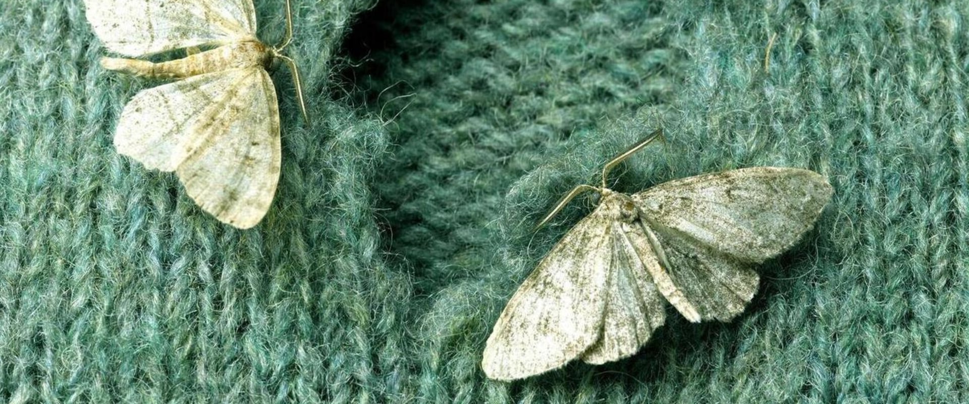 Understanding Damaged Fabrics How to Get Rid of Moth Infestations