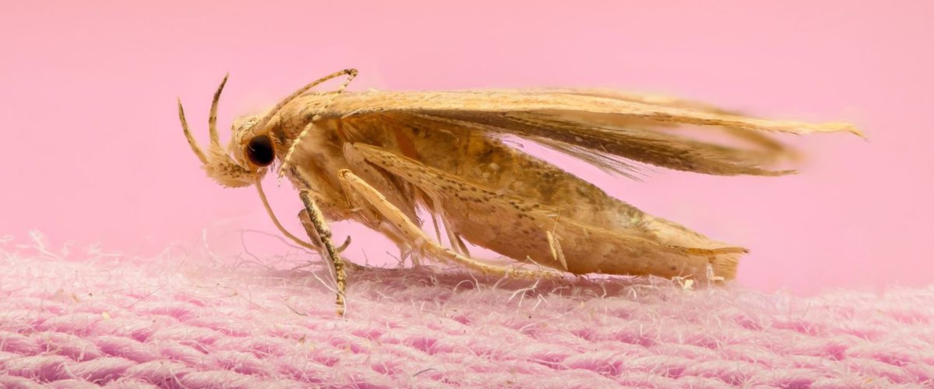 How to Get Rid of Moths and Prevent Future Infestations