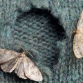 Natural Solutions for Moth Infestations