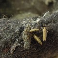 Understanding Cocoons and Webbing: A Guide to Moth Infestations