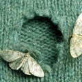 Understanding Damaged Fabrics: How to Get Rid of Moth Infestations