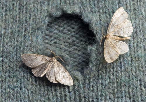 How Essential Oil Sprays Can Help You Get Rid of Moth Infestations