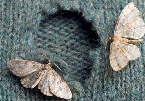 Natural Solutions for Moth Infestations