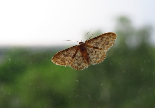 Guarantees and Warranties for Moth Infestations