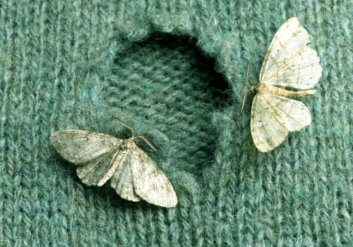 Understanding Heat Treatment for Moth Infestations