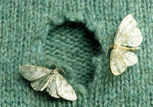 Continued Monitoring for Moth Infestations: How to Get Rid of Them and Prevent Future Infestations