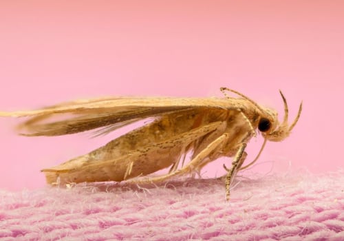 Proper Storage of Clothing and Food to Prevent Moth Infestations