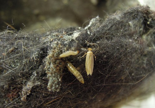 Understanding Cocoons and Webbing: A Guide to Moth Infestations