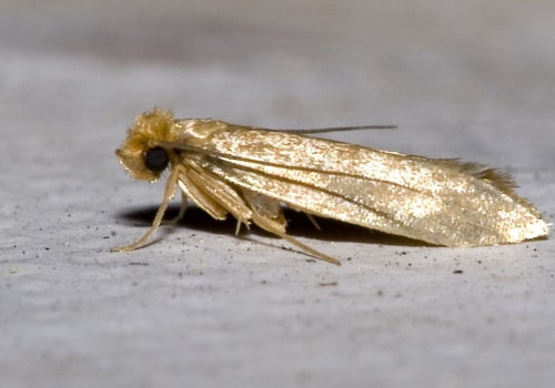 The Importance of Fumigation in Controlling Moth Infestations